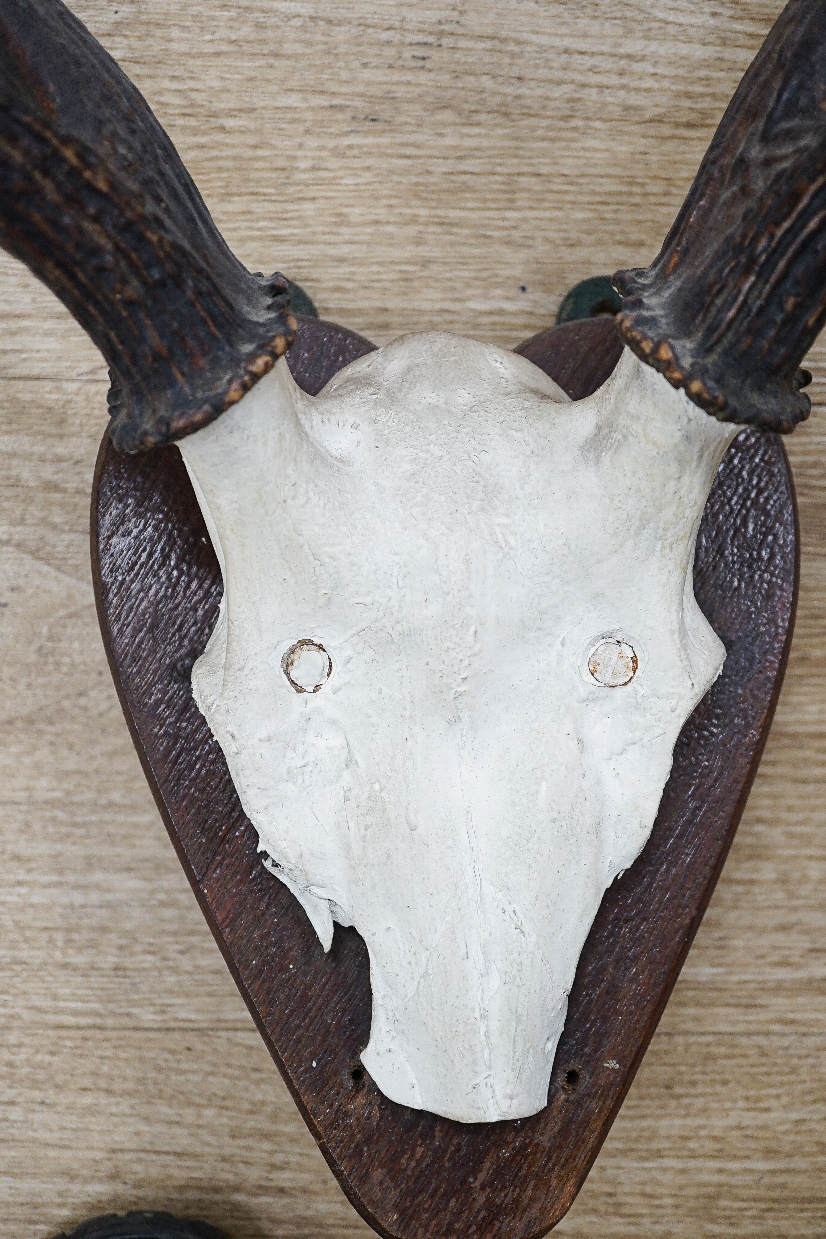 A six point wall-hanging stag antler cap
